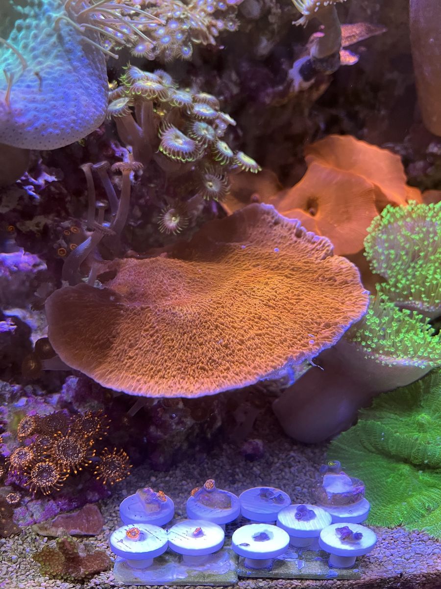 Coral Frags