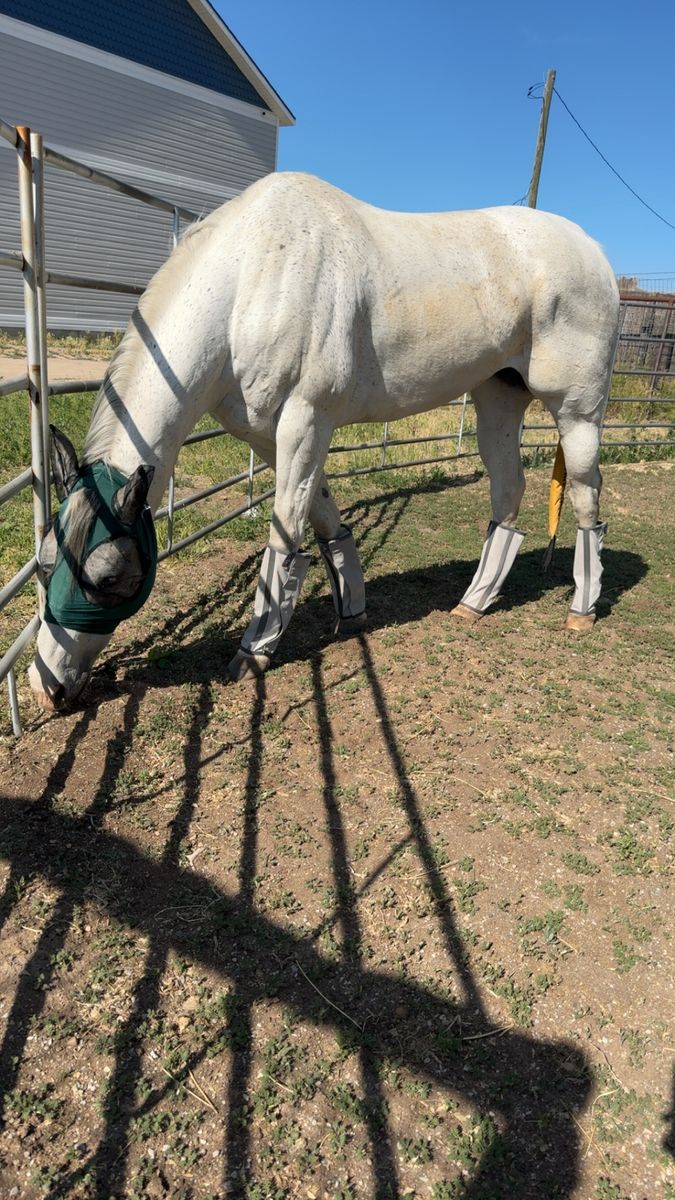 American Quarter Horse