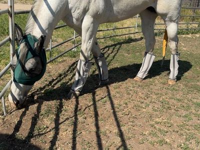 American Quarter Horse