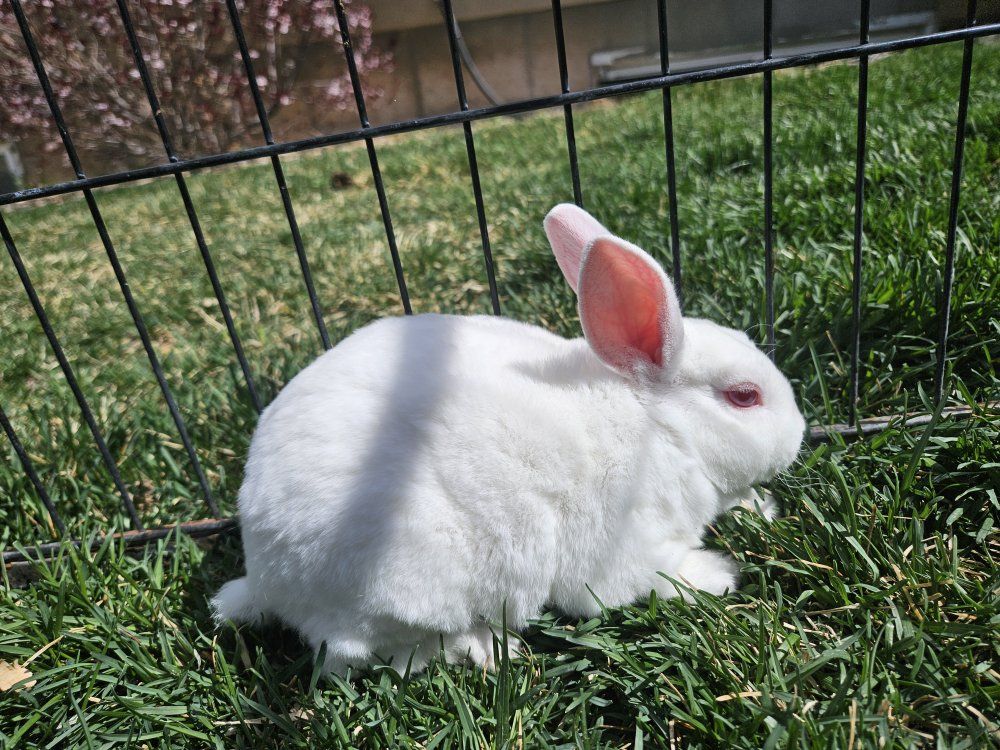 Mini Rex Kit Female