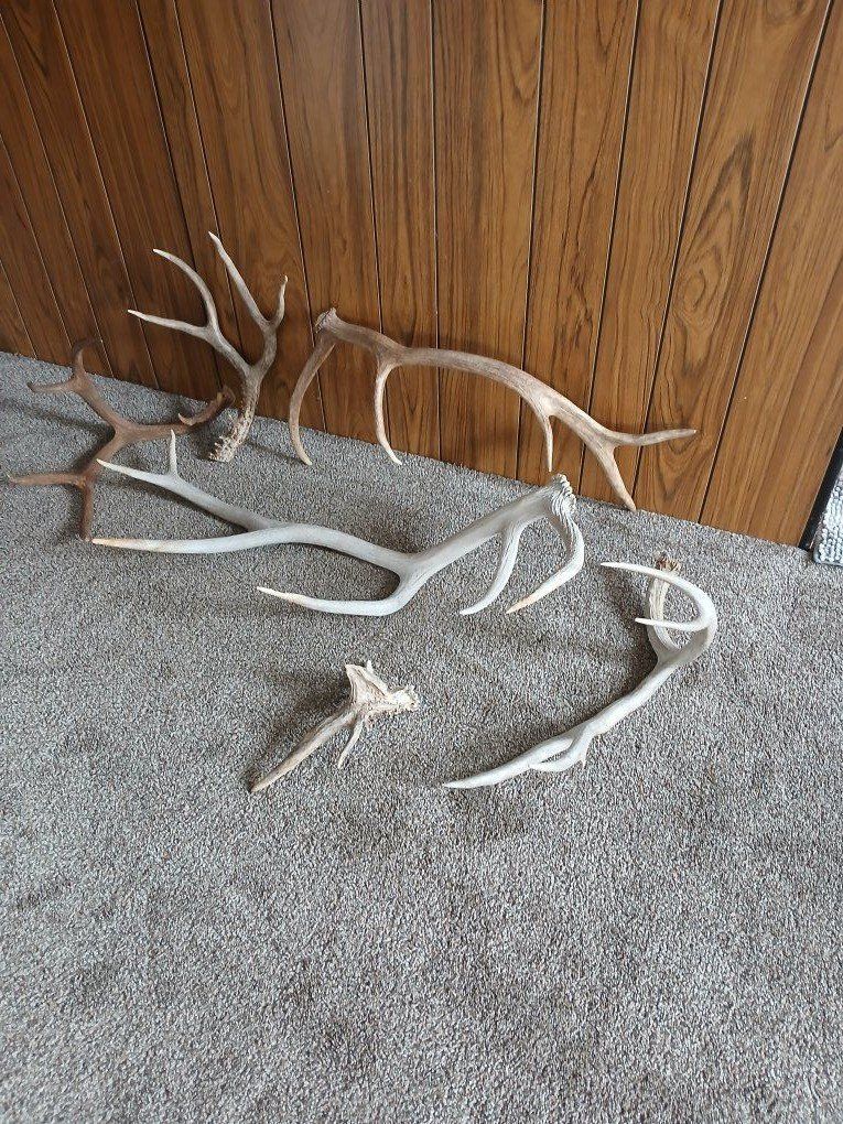 Antlers, assorted