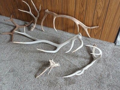 Antlers, assorted