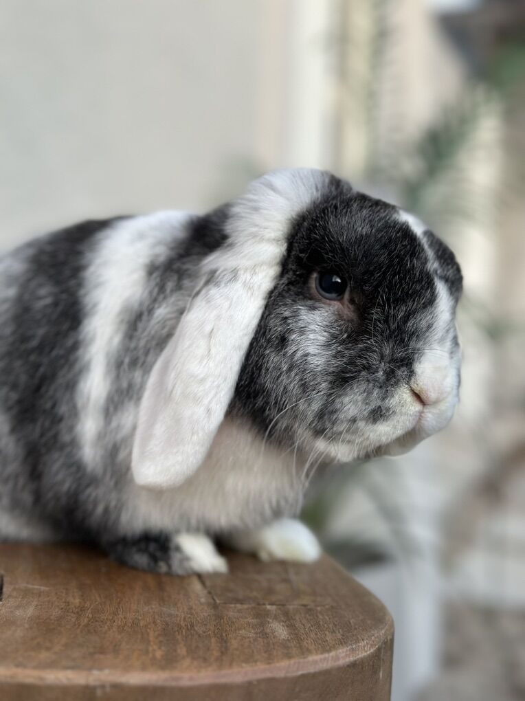 Black Magpie Holland Lop Male