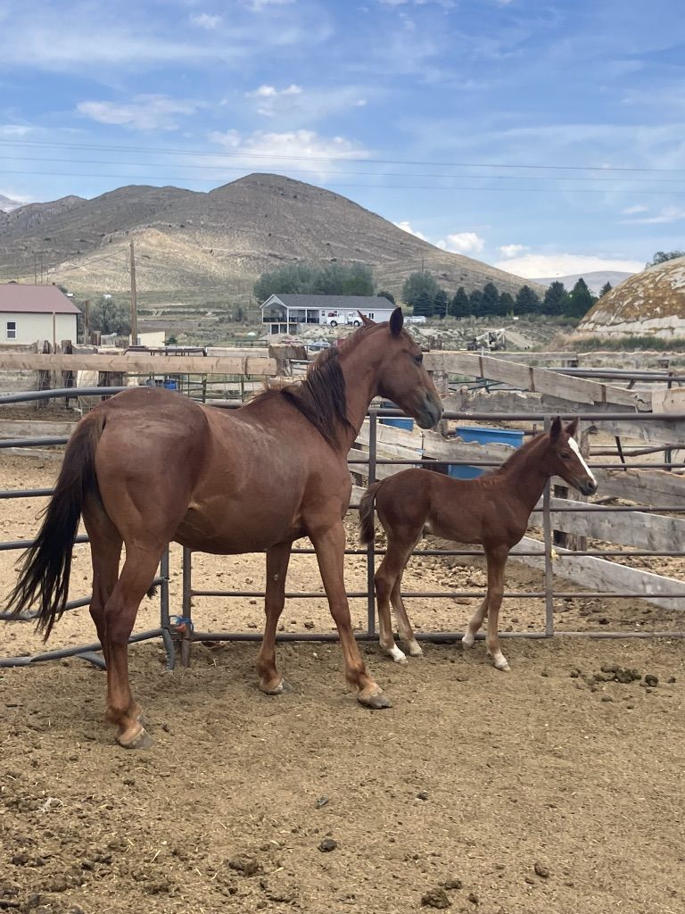 Mare And Foal