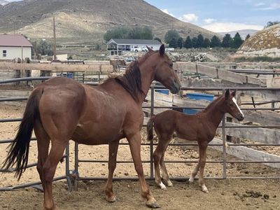 Mare And Foal