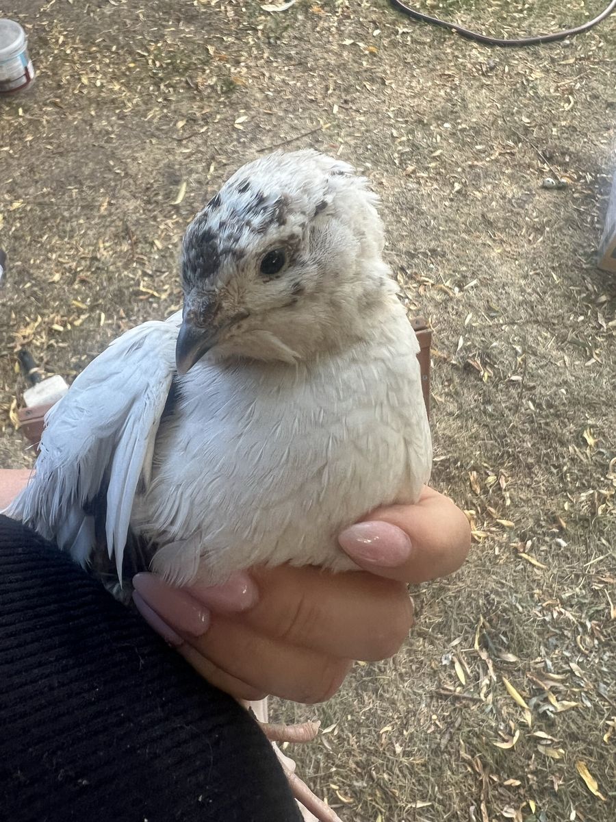 Male jumbo quail