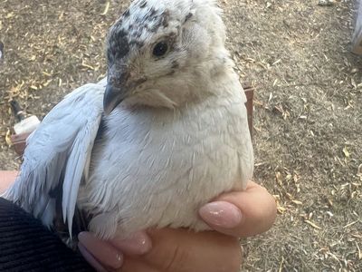 Male jumbo quail
