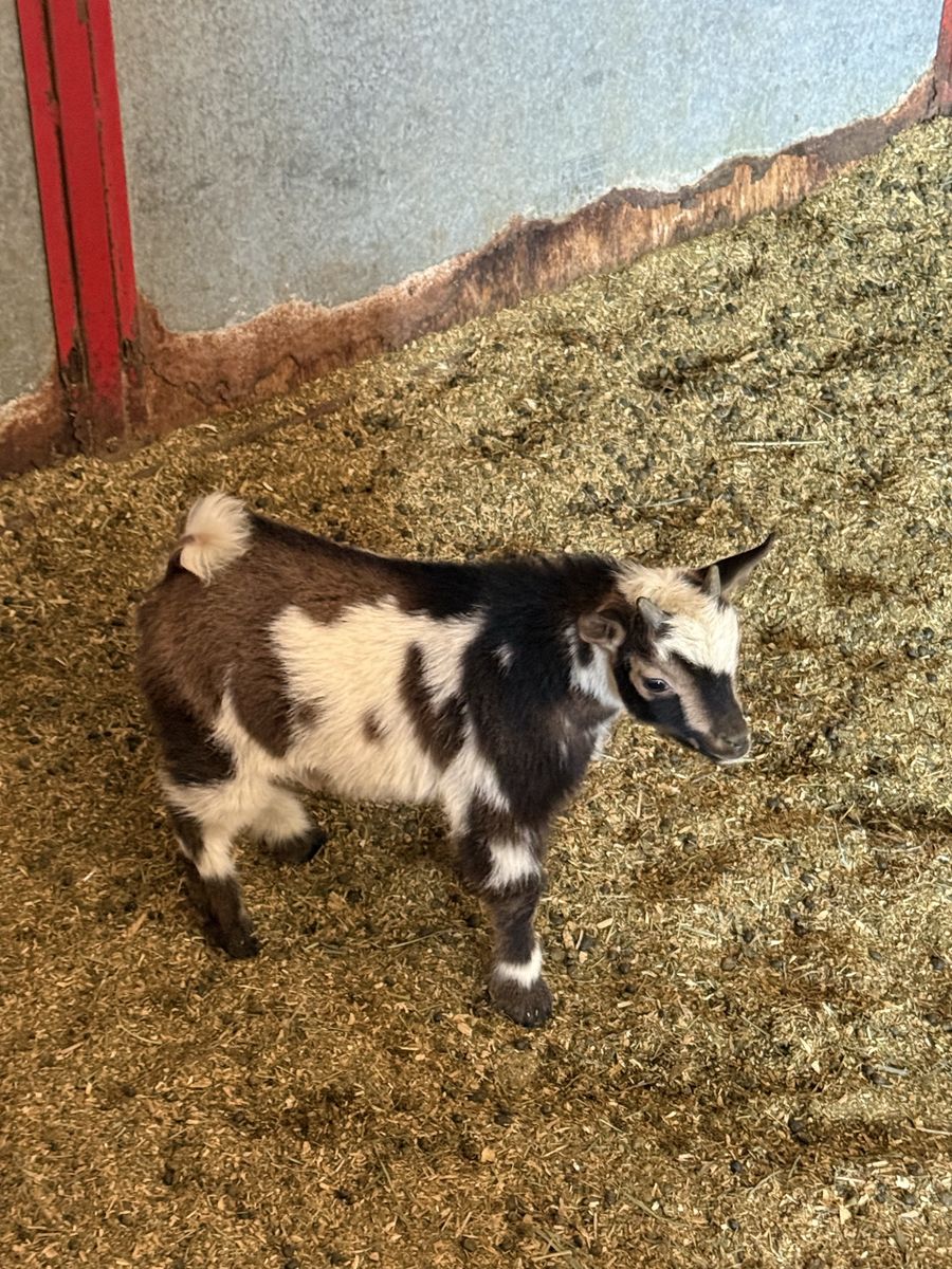 Nigerian Dwarf Goats