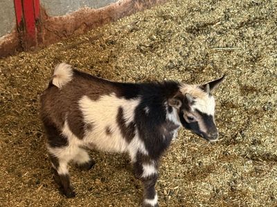Nigerian Dwarf Goats