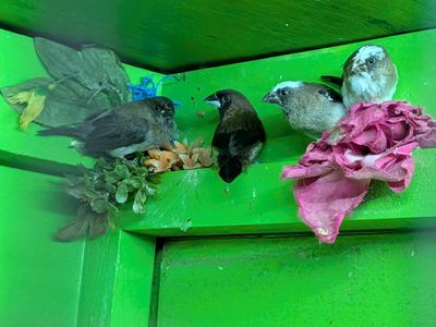 Canary & Finches