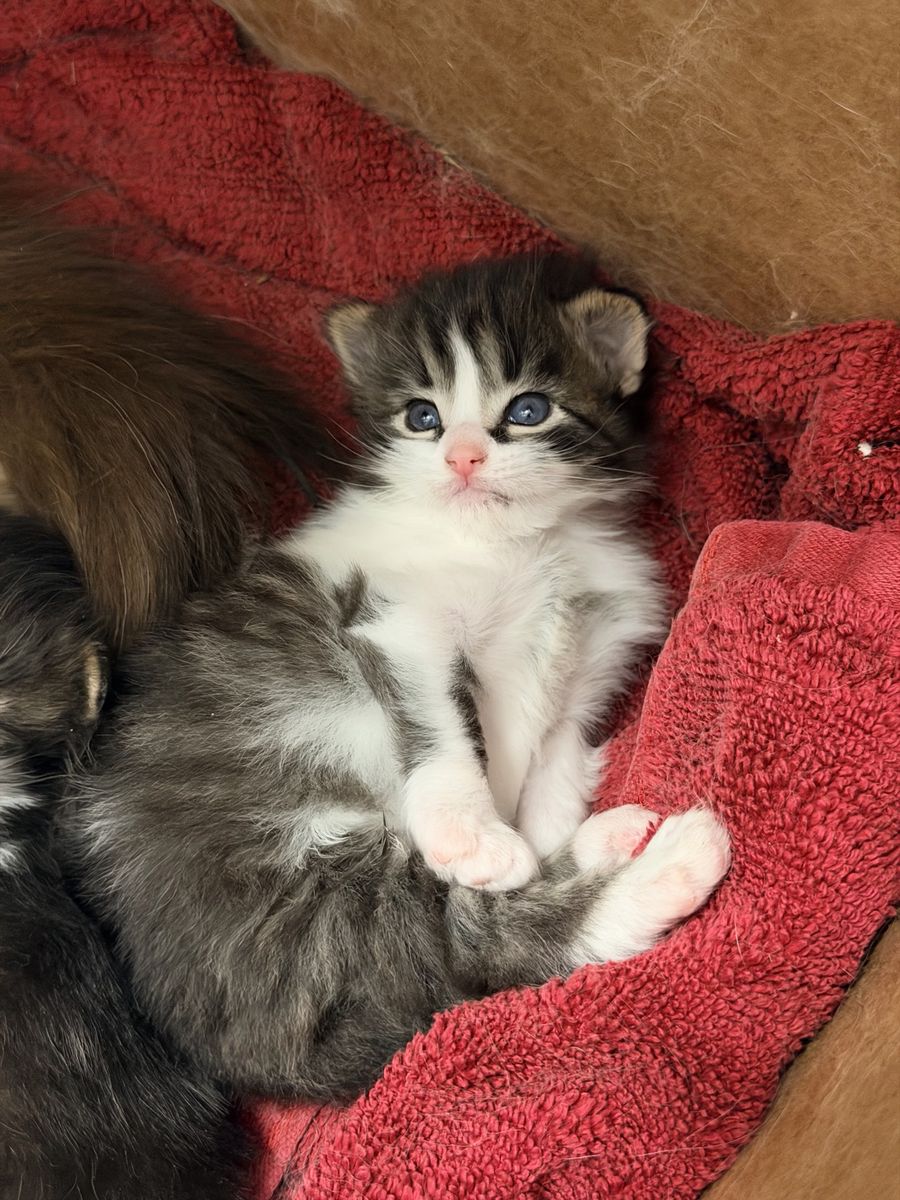 Adorable fluffy boy kitten (free delivery available to SLC or ID)