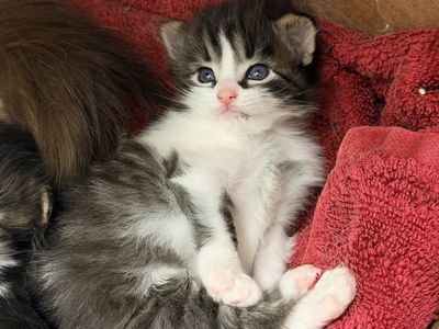 Adorable fluffy boy kitten (free delivery available to SLC or ID)