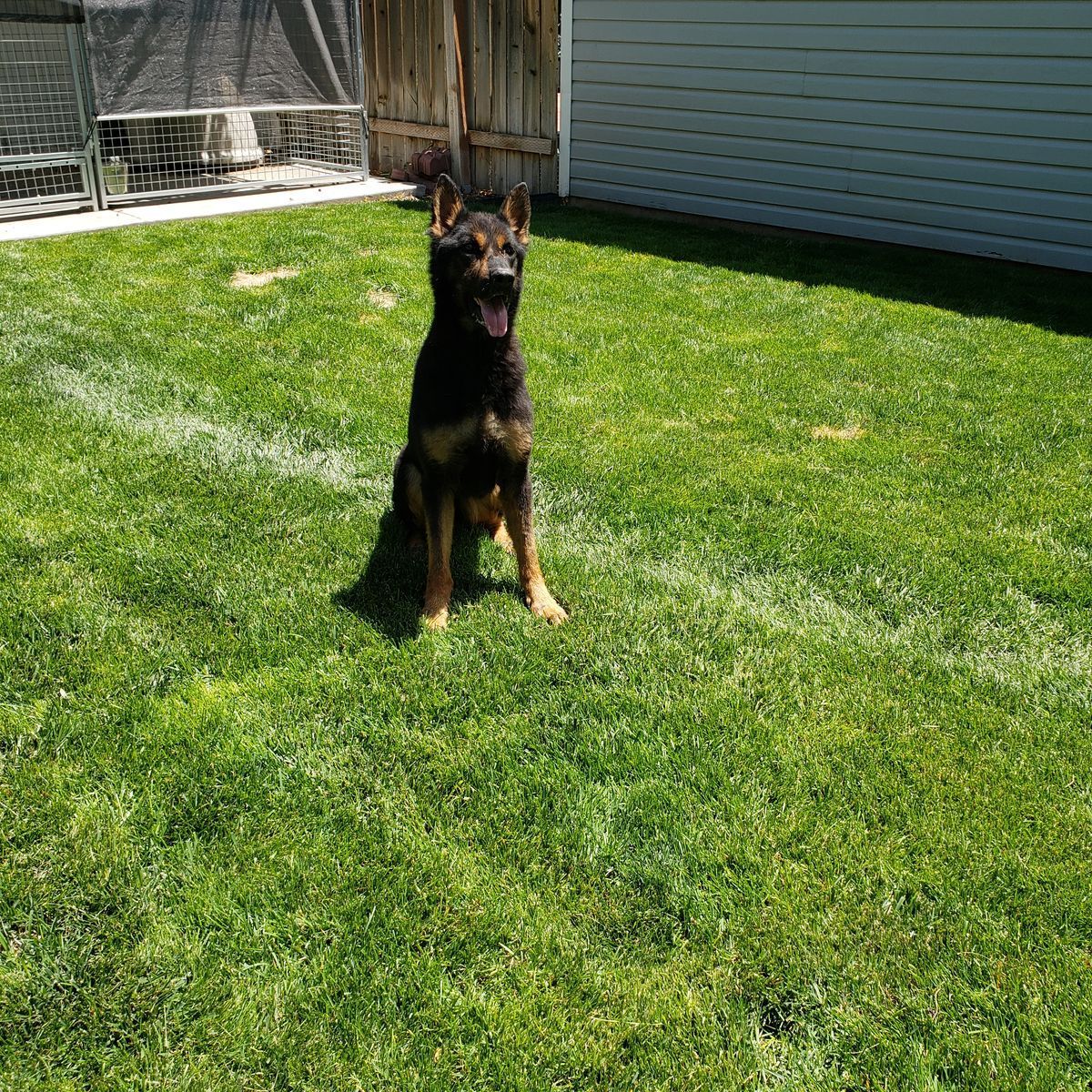 6 year old pure bred female German Shepard