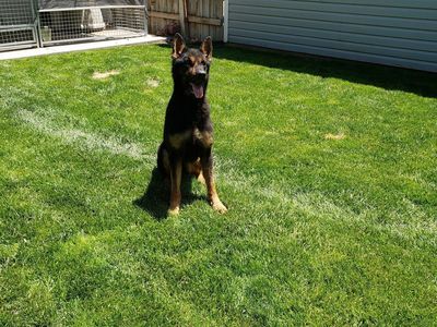 6 year old pure bred female German Shepard