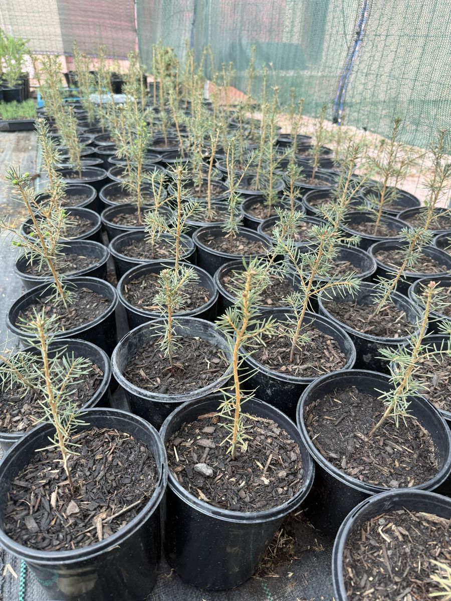Canaan Fir Tree Seedlings in 1 Gallon Pots 6-10” Tall