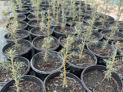 Canaan Fir Tree Seedlings in 1 Gallon Pots 6-10” Tall