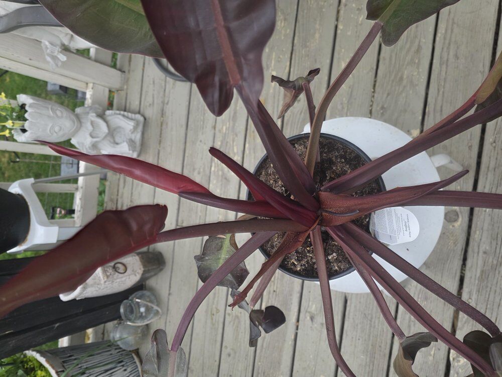 Sun red philadendron