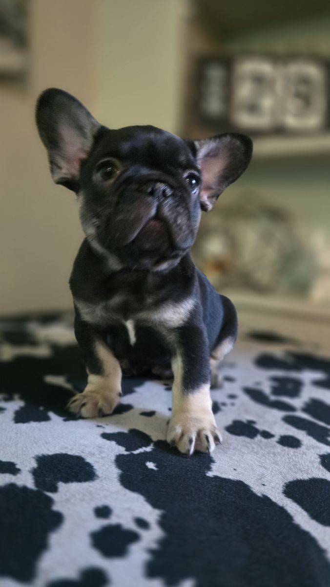Male French Bulldog Puppy (Negotiable)