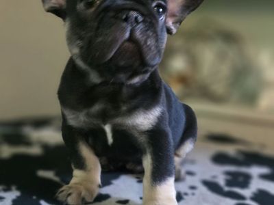 Male French Bulldog Puppy (Negotiable)