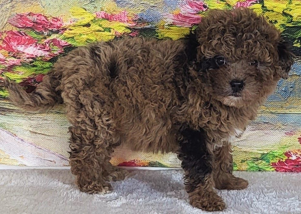 Girl Strawberry – Micro Goldendoodle ($1500)