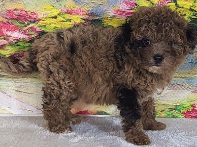 Girl Strawberry – Micro Goldendoodle ($1500)