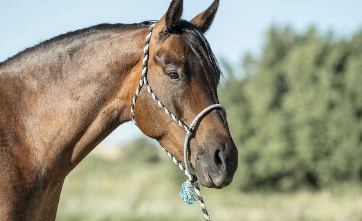 Capri 7 year old 1/4 draft bay roan mare