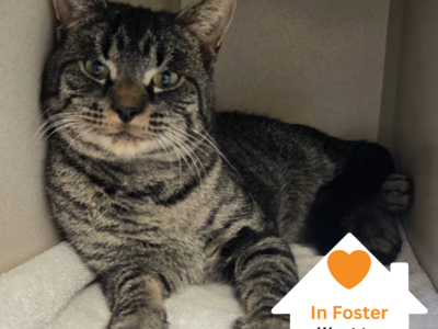 Hello my name is Tate