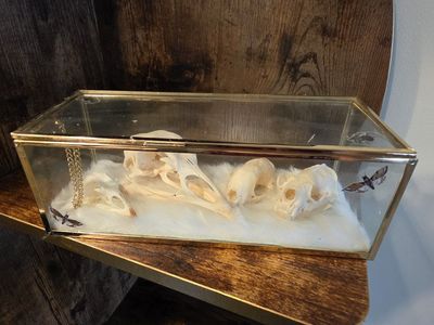 Glass Display Shadow Box Case with Animal Skull Collection