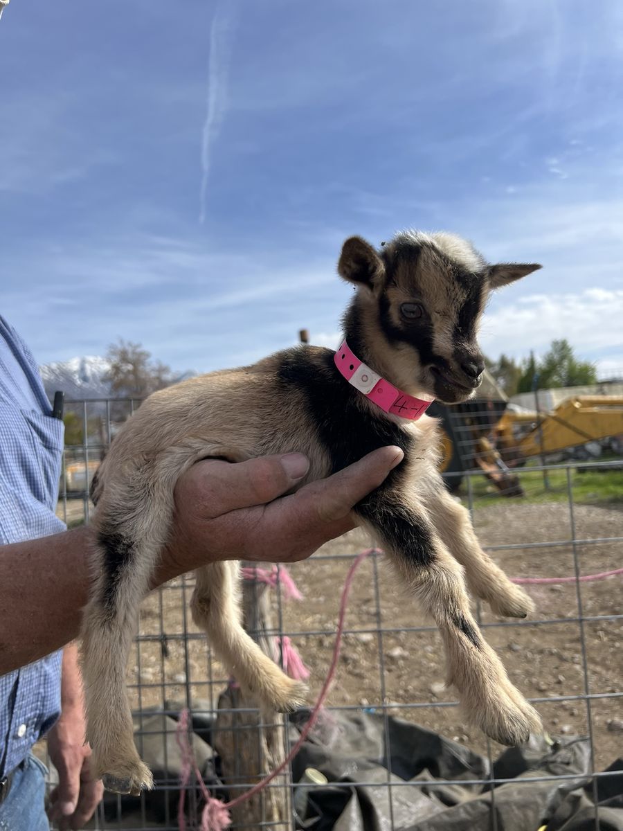 Nigerian Dwarf Doeling- Bottle Baby