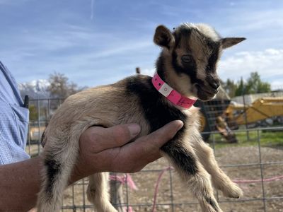 Nigerian Dwarf Doeling- Bottle Baby