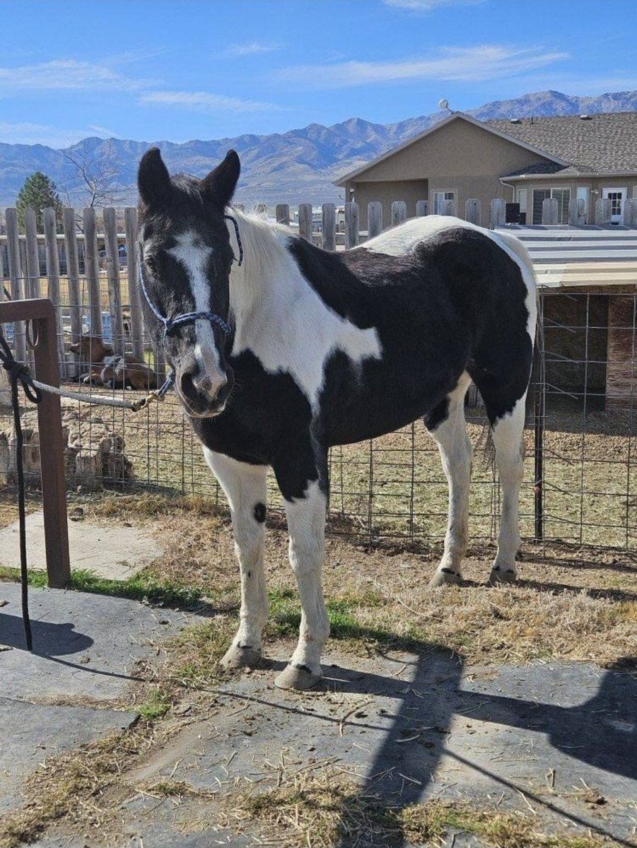 Paint Horse APHA Mare finished in barrels & poles