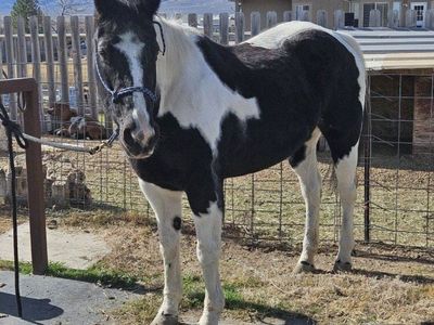 Paint Horse APHA Mare finished in barrels & poles