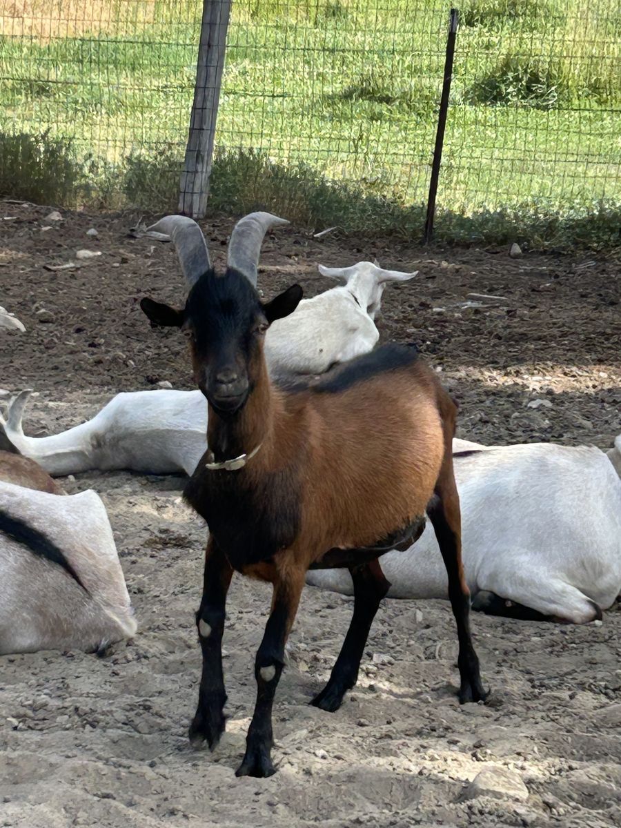Oberhasli Billy