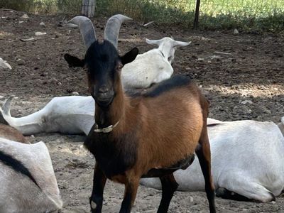 Oberhasli Billy