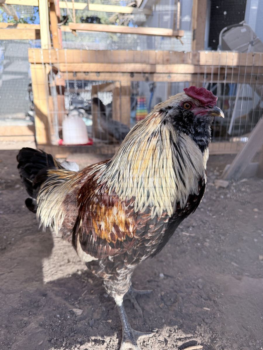 Ameraucana Rooster - Easter Egger
