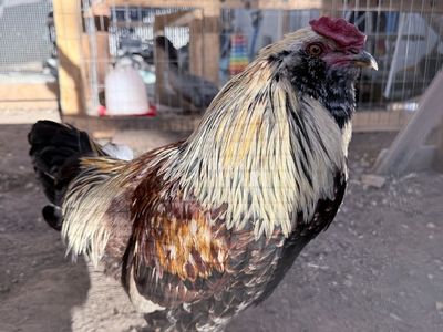 Ameraucana Rooster - Easter Egger