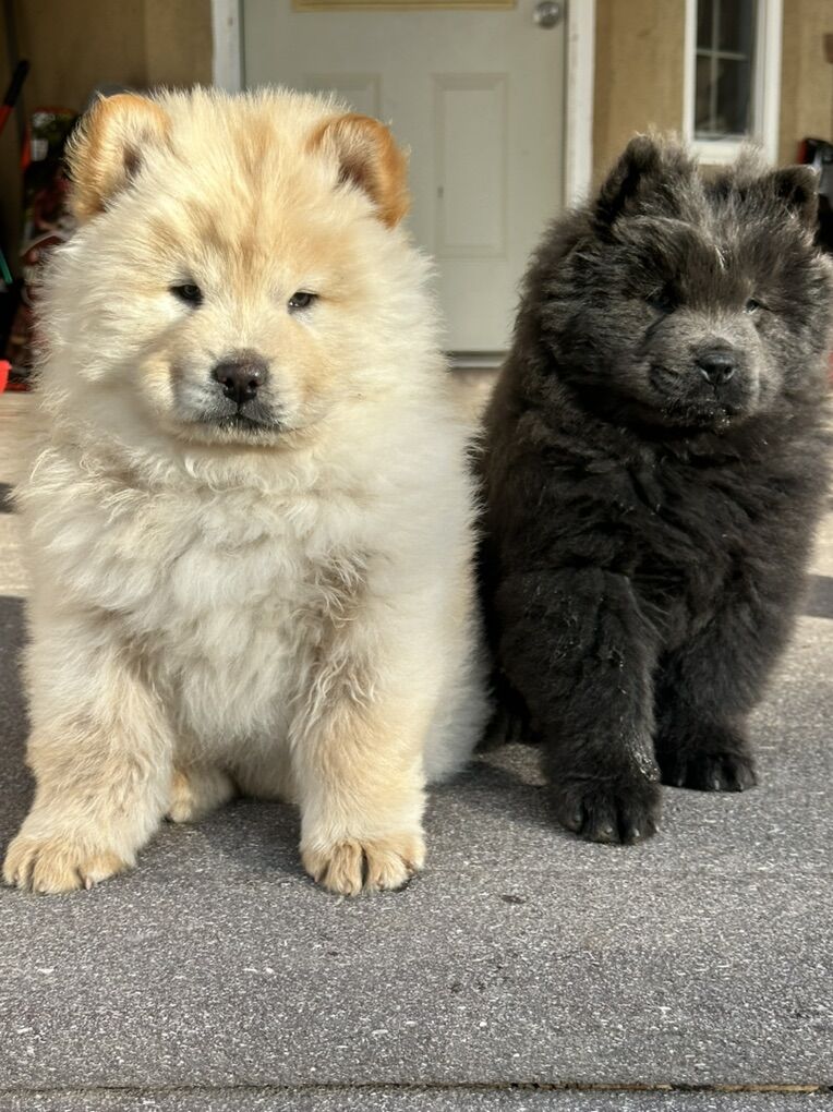 Chow Chow Puppies