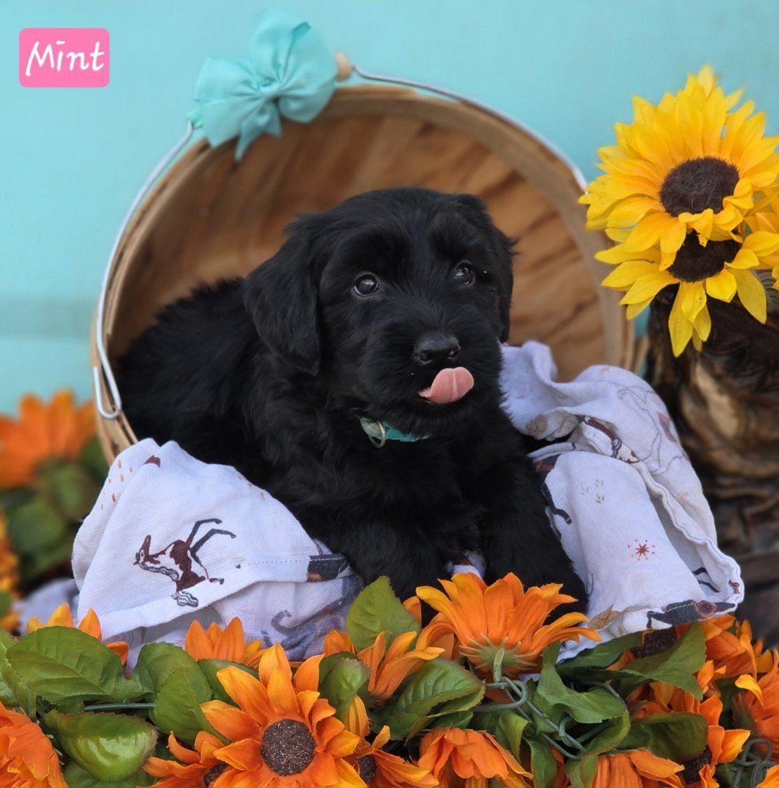 AKC Giant Schnauzer Puppies, Ready Now! Only 4 Left