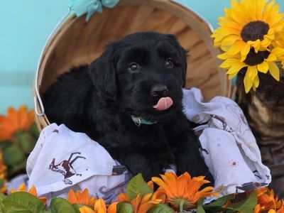 AKC Giant Schnauzer Puppies, Ready Now! Only 4 Left