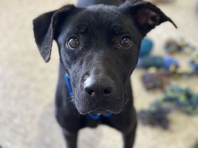 Hello my name is Cookie