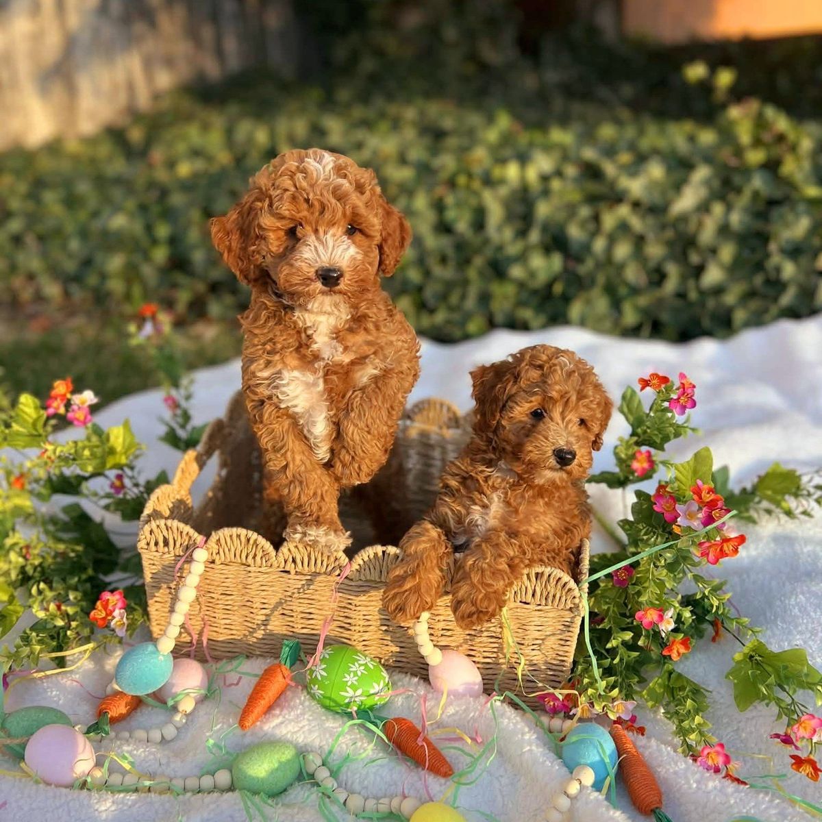 Red AKC Mini Poodle Puppies!