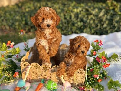 Red AKC Mini Poodle Puppies!
