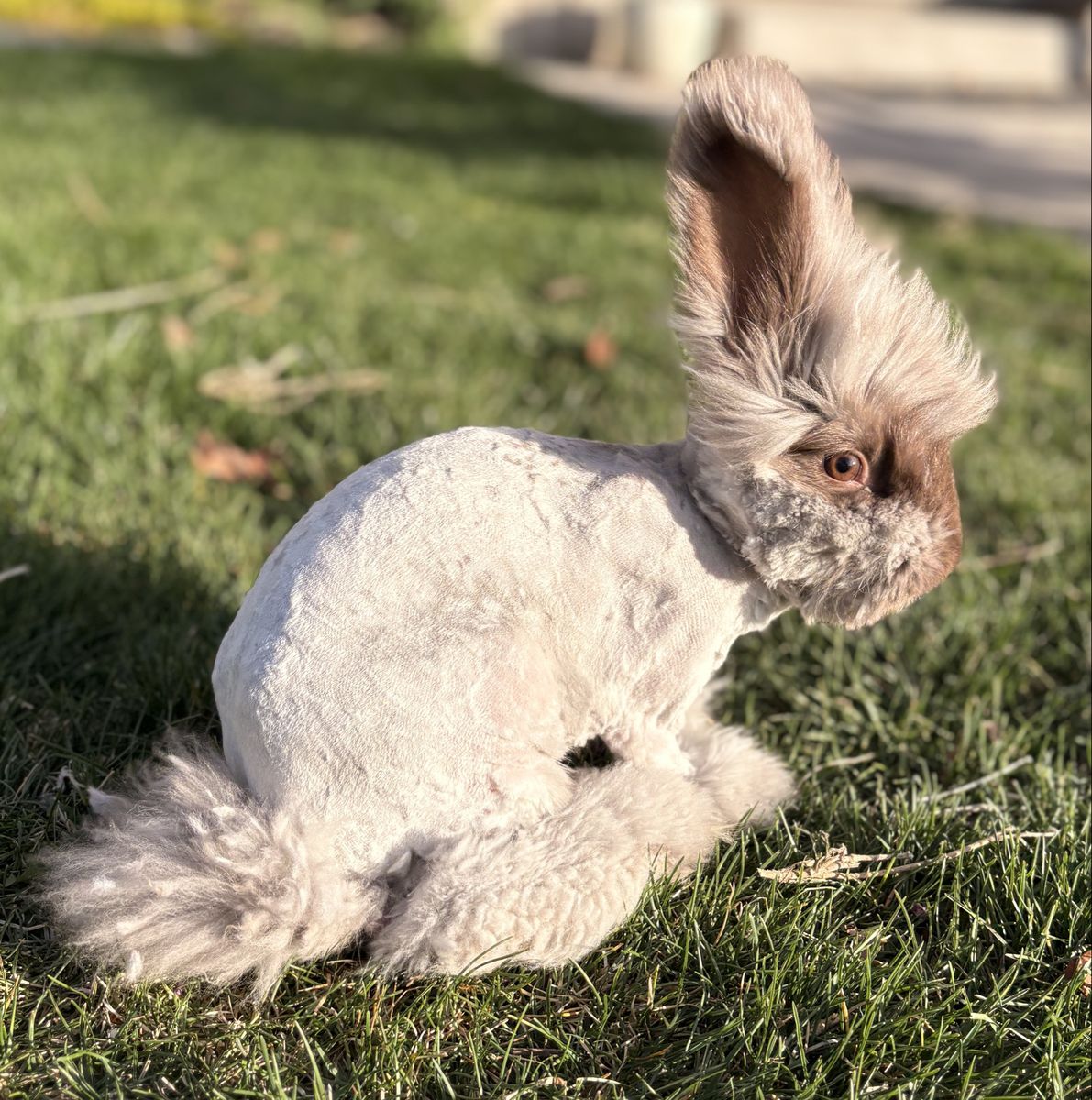 Pedigreed English Angora Buck Bunny Rabbit
