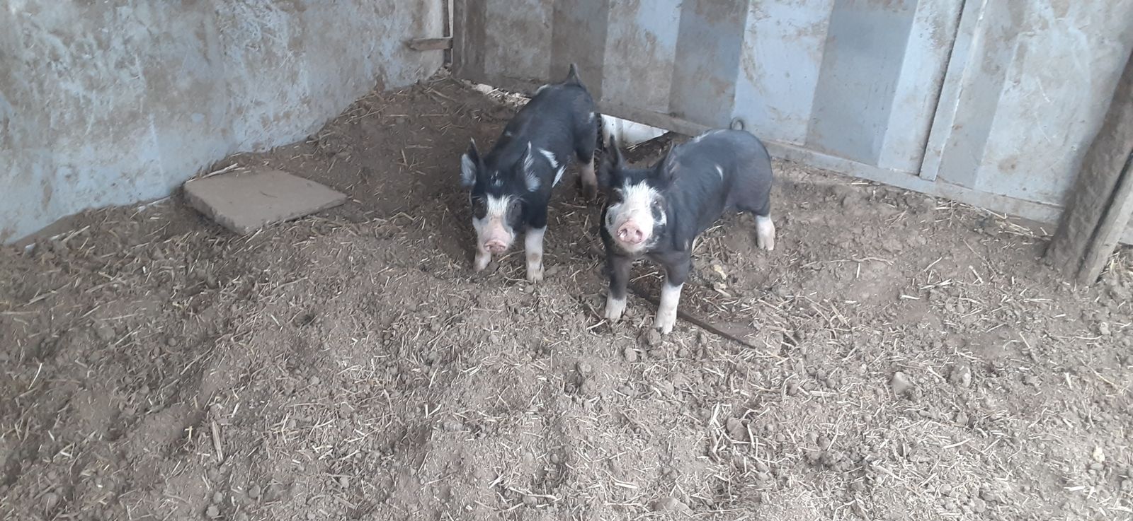 Purebred Berkshire boar weaner pig