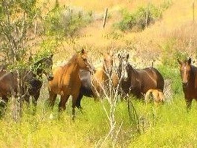 HORSES Yearling and Two-Year-Old Colts and Fillies