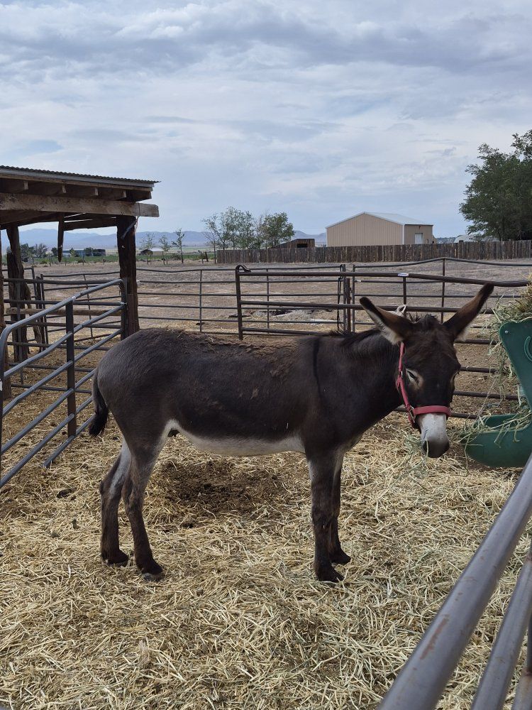 Brown 6 year old gelding burro for sale.