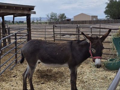 Brown 6 year old gelding burro for sale.