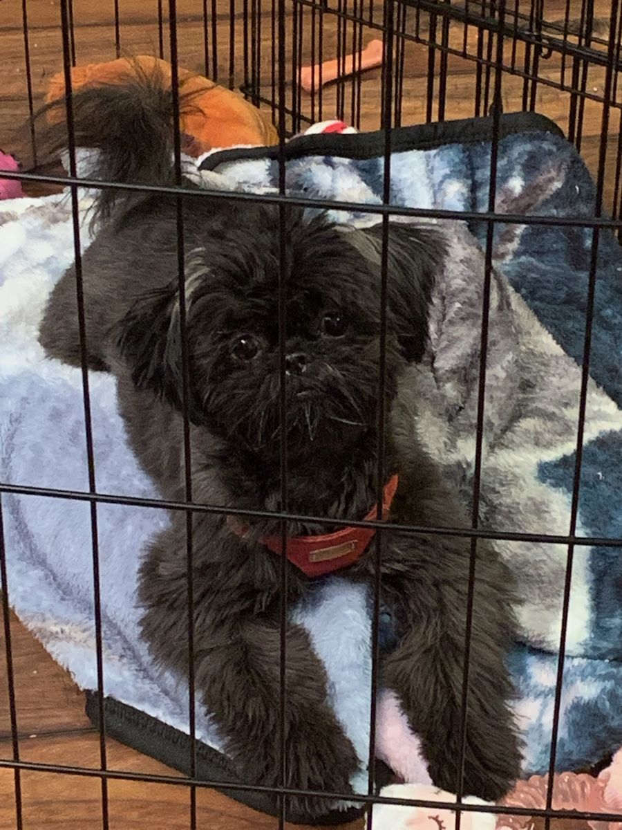 Tiny female hypoallergenic AKC Shih Tzu