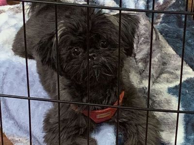 Tiny female hypoallergenic AKC Shih Tzu