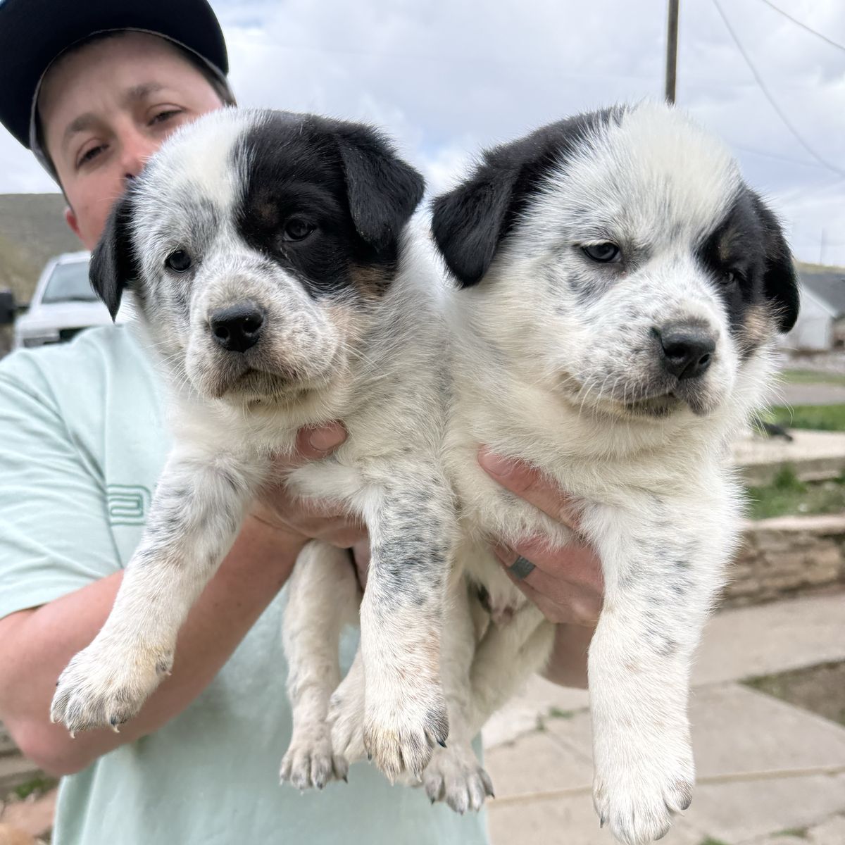 Border Collie/Blue Heeler Puppies